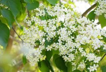桐花四月雪再現圓林仔 嘉義市桐花祭邀民眾春遊賞花