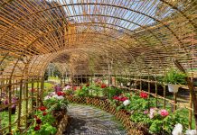 南投杉林溪牡丹花 首度戶外展出 全面提升賞花質感