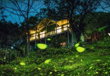 嘉義山區4月賞螢季浪漫開跑 圖/嘉義縣政府