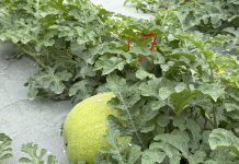 幸福滋味在花蓮 花蓮大西瓜沙脆甜即將上市 圖/花蓮縣政府