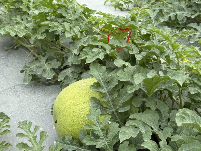 IMG_0789 圖/花蓮縣政府