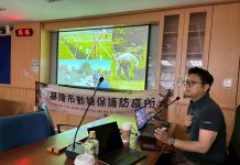 野鴿群聚有解 基隆倡共存管理 停止餵食成關鍵