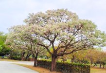 楝花紫雪輕飛揚 妝點春日城市