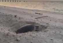 在世界地球日 在太平島遇見海龜正準備產卵