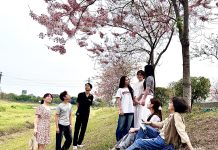 台南仁德滯洪池花旗木綻開 中華醫大師生分享最新花況