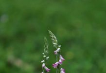清明時節限定美景 山水綠公園「會旋轉的花」綬草現蹤