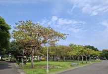 25公尺綠巨人 掌葉蘋婆化身新生公園大遮陽傘