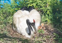 丹頂鶴育雛 經過路過請安靜來欣賞