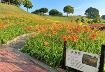 橘色浪潮來襲! 后里環保公園金針花海綻放展現最美的初夏風景