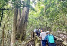 台中大坑5-1號步道手作修復 近50名志工齊力守護山林「用雙手修一條山路」