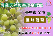 中市巨峰葡萄豪雨受損 農業局籲6/1前申請現金救助