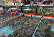 富基魚市5月18日至6月18日整修休市 5月17日前消費滿額送好禮