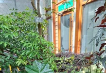 高海拔保育品種 八角蓮現身臺北典藏植物園