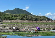 東北角春日限定海味登場 石花菜盛產邀民眾賞海景、品石花凍
