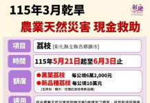 彰化荔枝遭旱害重創 損失逾2成可申請現金救助 每公頃最高10萬元