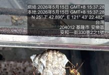 此蜂非彼蜂!居家蜂巢七成為長腳蜂 動保所籲勿驚擾