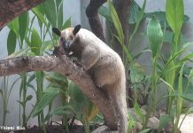 北市動物園驚傳小食蟻獸脫逃 園方兩天投入65人搜山未果