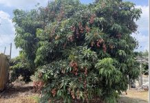 荔枝果王「玉荷包」 產季正式引爆